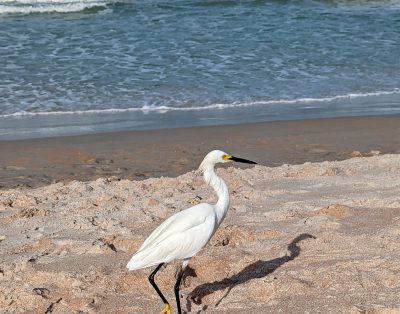 Ormond by the Sea (Beachfront)